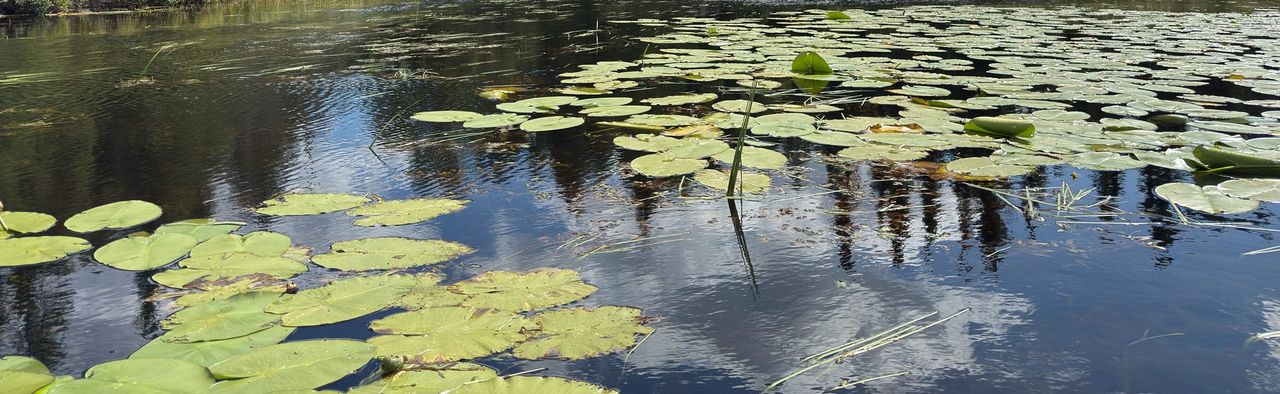 Lily pads floating on dark, still water that reflects clouds and a line of conifers